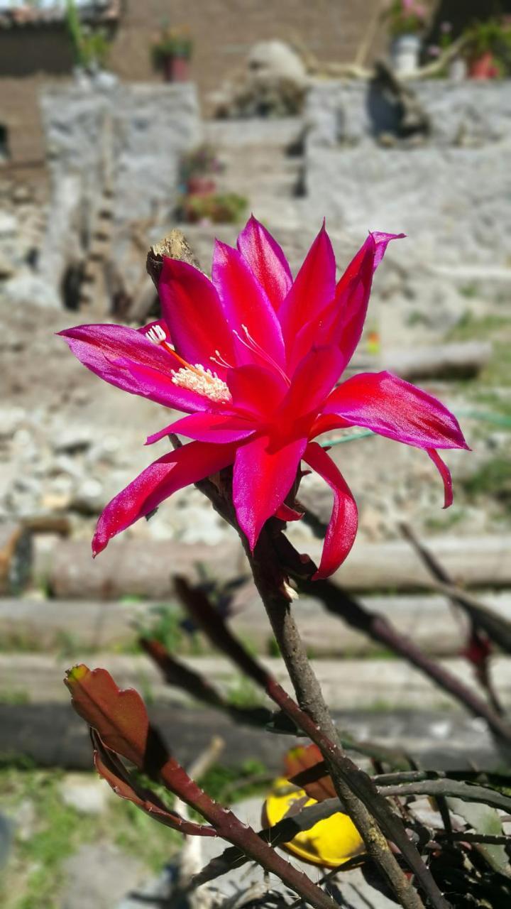 ホテル Casona Mollepata エクステリア 写真